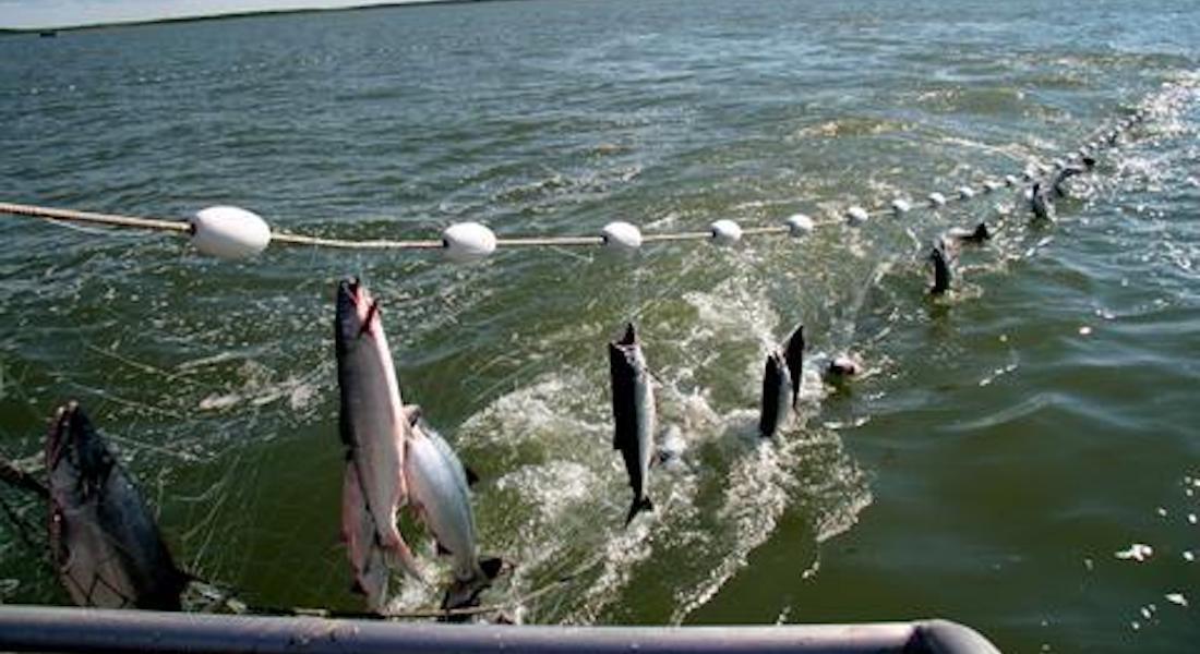 big net fishing location Professional Sea Net, Large Hand Frisbee Net, Eyes Thick Fishing Line Launching Net, Iron Chain Token, 800 Sports & Outdoors Big fishing net - OSRS