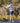 Icon Short