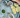 Shucked Oysters with Lemon and Jalapeño Mignonette