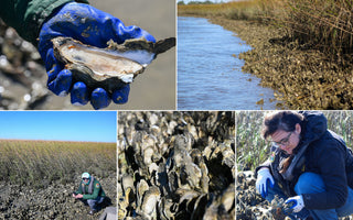 Building a Better Coast: How SCORE is Restoring South Carolina’s Oyster Reefs