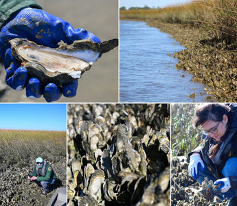 Building a Better Coast: How SCORE is Restoring South Carolina’s Oyster Reefs