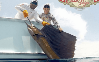 Fishing for Sailfish Near Schools of Fish