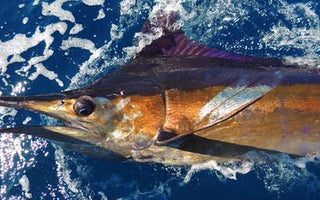 Blue Marlin Fishing: How & Where To Catch This Trophy