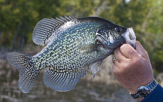 black crappie