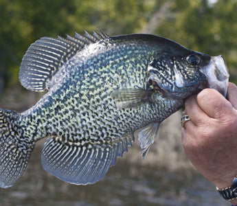 black crappie