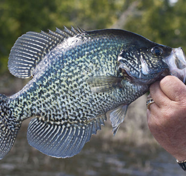 black crappie