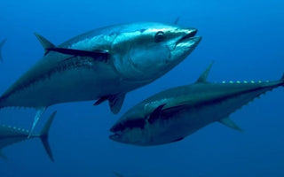 Top Large Marine Game Fish Species