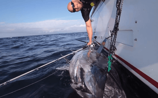 TORTURE TEST: BLUEFIN TUNA FISHING WITH A STELLA SPINNING REEL