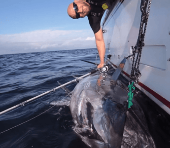 TORTURE TEST: BLUEFIN TUNA FISHING WITH A STELLA SPINNING REEL