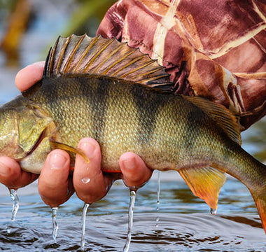 perch with hook in hand