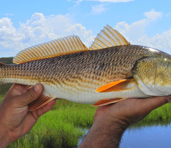 Redfish in Louisiana’s Marsh