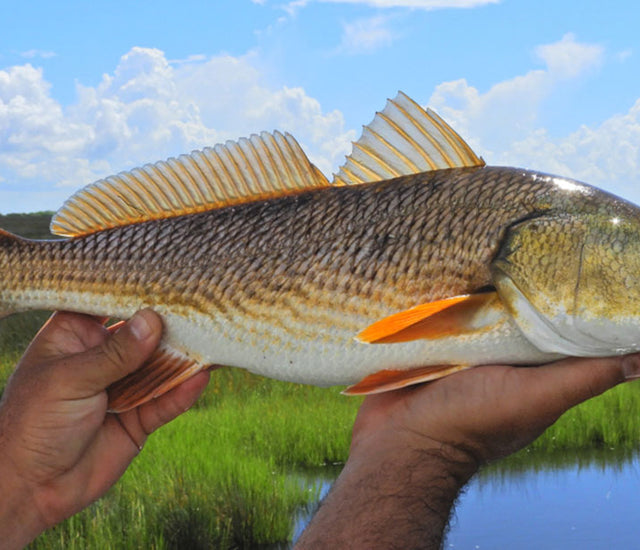 The Best Bait for Redfish: Where, When and How to Hook Redfish