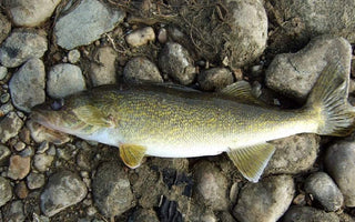 Early Spring Walleye Fishing Tips & Techniques