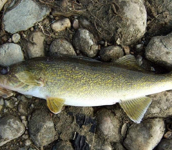 Early Spring Walleye Fishing Tips & Techniques