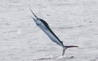 White Marlin Fishing Tips, Techniques & Gear